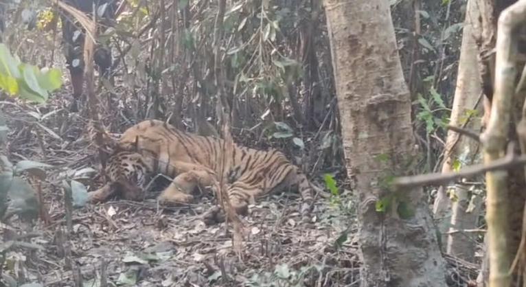 সুন্দরবনে ফাঁদে আটকা পড়া বাঘ অবশেষে উদ্ধার