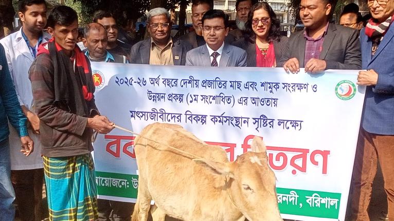 গৌরনদীতে মৎস্যজীবীদের বিকল্প কর্মসংস্থানে বকনা বাছুর বিতরণ