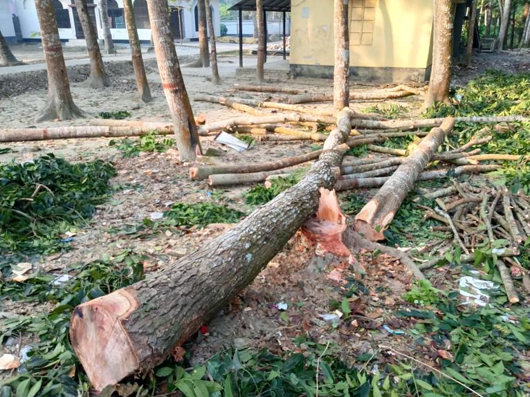 মাদারীপুরে মসজিদের গাছ কেটে দোকান নির্মাণের পাঁয়তারার অভিযোগ