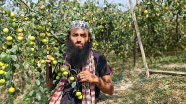 <small>ইউটিউব দেখে অনুপ্রাণিত </small> বাউফলে জৈব পদ্ধতিতে বরই চাষে আবু জাফরের সাফল্য