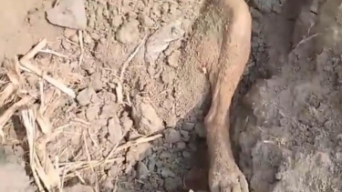 কলাপাড়ায় ছয়টি ছানা রেখে মা কুকুরকে পিটিয়ে হত্যা