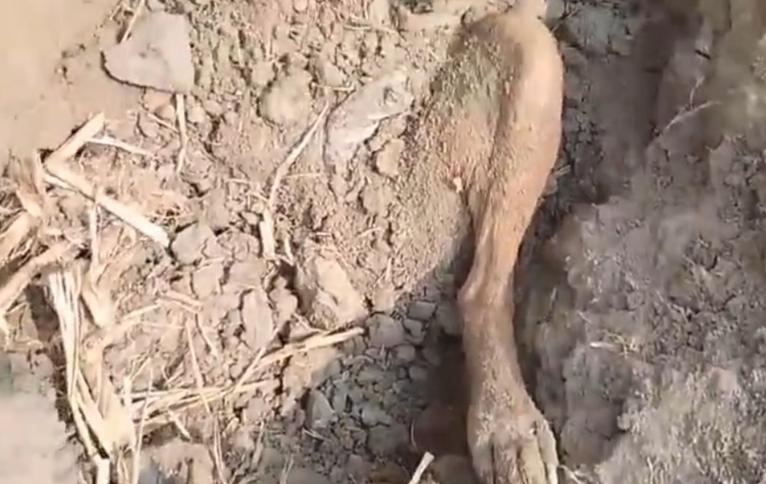 কলাপাড়ায় ছয়টি ছানা রেখে মা কুকুরকে পিটিয়ে হত্যা