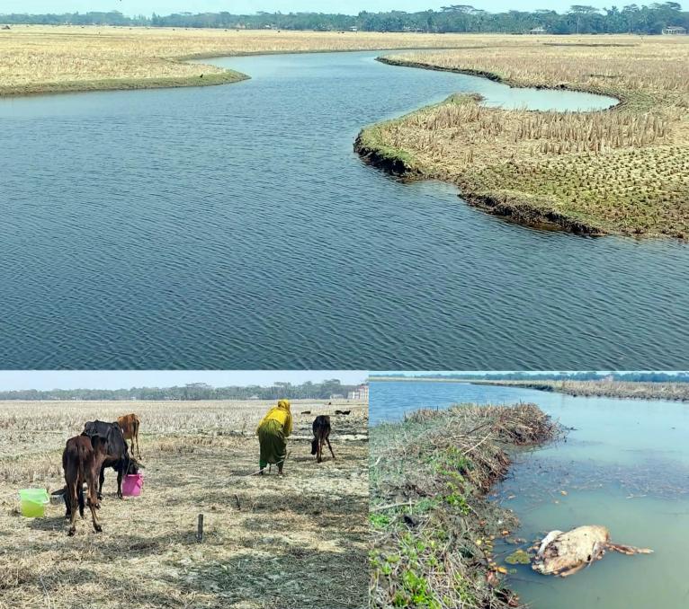 কলাপাড়ায় লোনা পানিতে কৃষকের গবাদিপশু ও হাঁসের জীবন বিপন্ন