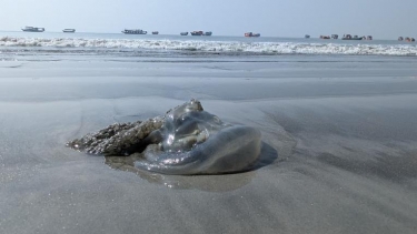 কুয়াকাটা সৈকতে মৃত জেলিফিশের ভিড়, দুর্গন্ধ ও পরিবেশ দূষণের শঙ্কা
