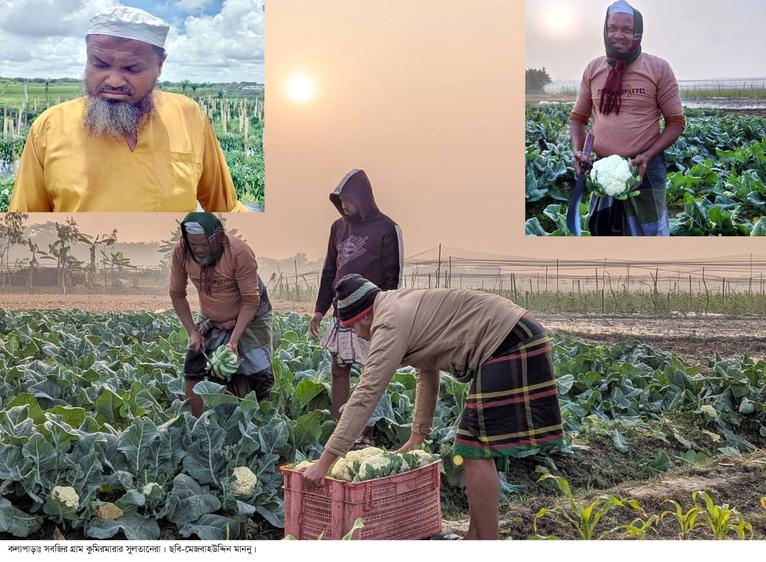 কলাপাড়ার সবজির গ্রাম কুমিরমারা: সুলতান গাজীর হাত ধরে সবুজ বিপ্লব