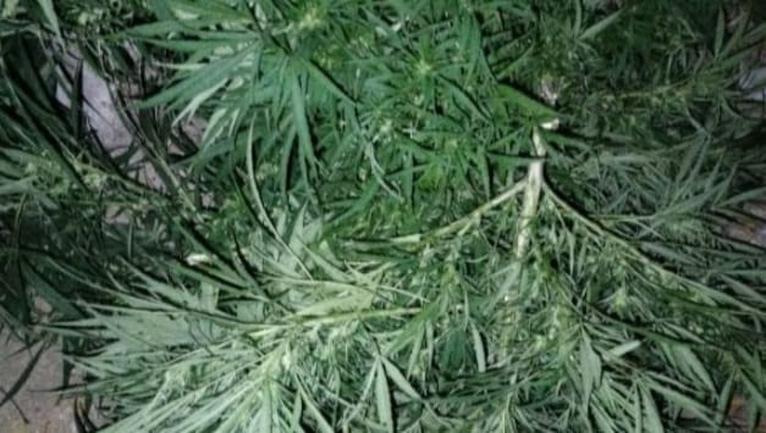 গলাচিপায় চায়ের দোকানের পেছনে গাঁজা গাছ উদ্ধার