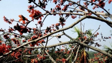 আগুনঝরা ফাগুনে নিঃশব্দে হারিয়ে যাচ্ছে নাজিরপুরের শিমুল