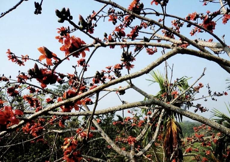 আগুনঝরা ফাগুনে নিঃশব্দে হারিয়ে যাচ্ছে নাজিরপুরের শিমুল