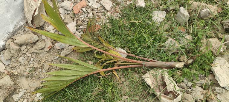 কুয়াকাটায় রাতের আঁধারে দুই শতাধিক গাছ কেটে ফেলার অভিযোগ