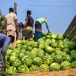 বাউফলে আগাম তরমুজের বাম্পার ফলন, কৃষকের মুখে হাসি