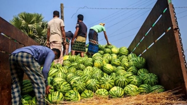 বাউফলে আগাম তরমুজের বাম্পার ফলন, কৃষকের মুখে হাসি