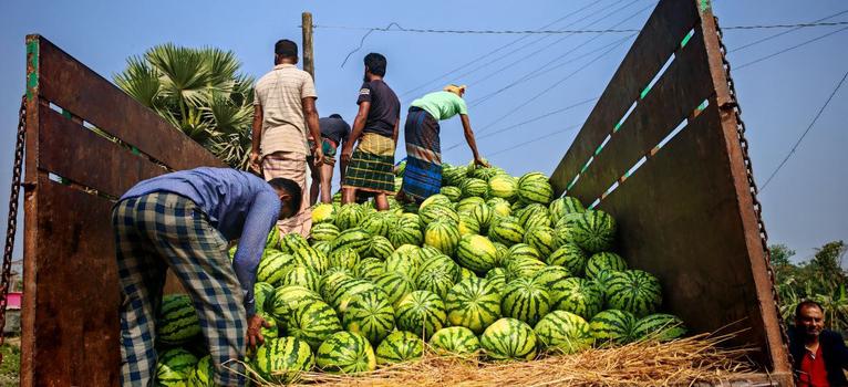 বাউফলে আগাম তরমুজের বাম্পার ফলন, কৃষকের মুখে হাসি