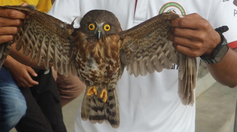কলাপাড়ায় বিরল প্রজাতির ব্রাউন বুবক পাখি উদ্ধার