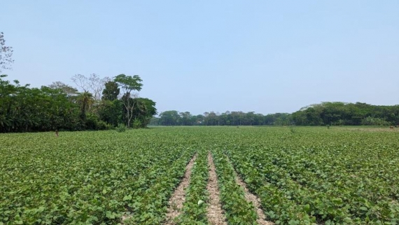 মির্জাগঞ্জে বৃষ্টির ছোঁয়ায় রবি ফসলে প্রাণ, হাসি ফিরছে কৃষকের মুখে