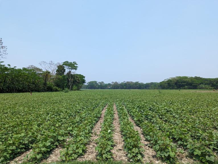 মির্জাগঞ্জে বৃষ্টির ছোঁয়ায় রবি ফসলে প্রাণ, হাসি ফিরছে কৃষকের মুখে
