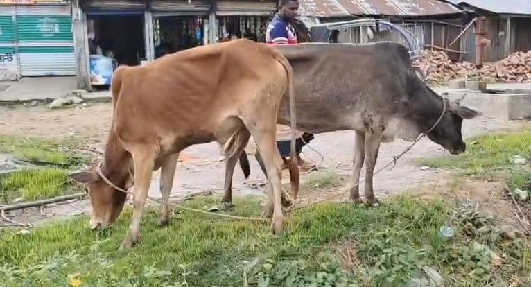 কলাপাড়ায় চোরাই গরু উদ্ধার, জবাই করে বিক্রির অভিযোগে জরিমানা