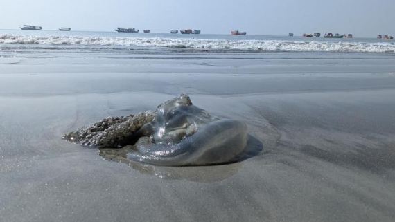 কুয়াকাটা উপকূলে জেলিফিসের উপদ্রব, মাছ ধরা ব্যাহত