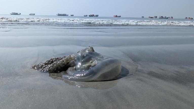 কুয়াকাটা উপকূলে জেলিফিসের উপদ্রব, মাছ ধরা ব্যাহত