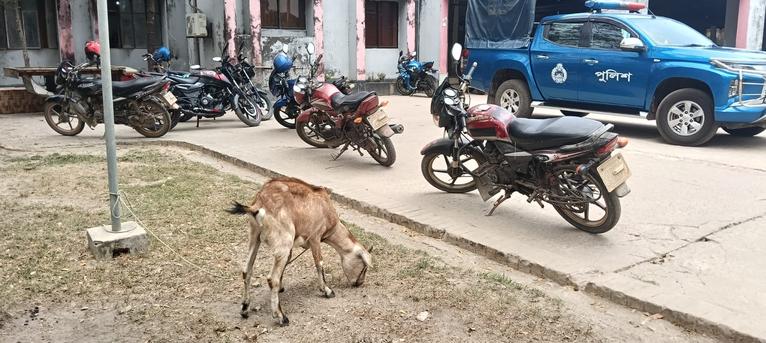 ছাগল এখন থানায়…