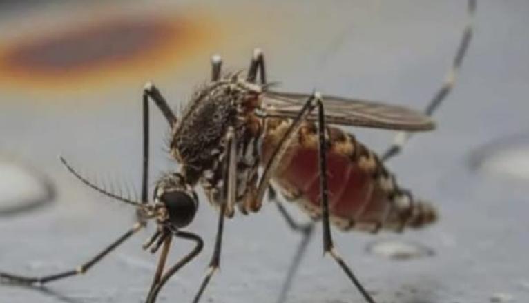 বাড়ছে স্বাস্থ্যঝুঁকি, পটুয়াখালী জেলা জুড়ে মশার চরম উপদ্রব, অতিষ্ঠ জনজীবন