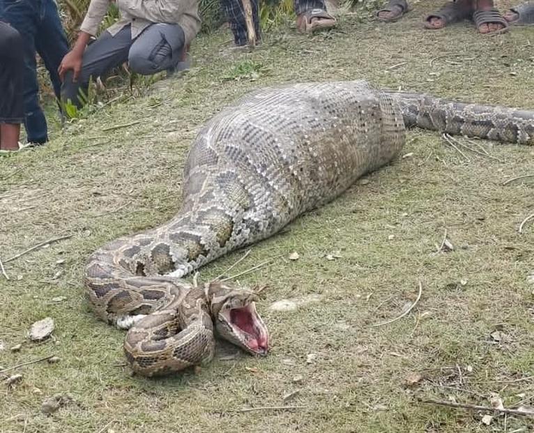 আস্ত ছাগল গিলে ফেলল অজগর