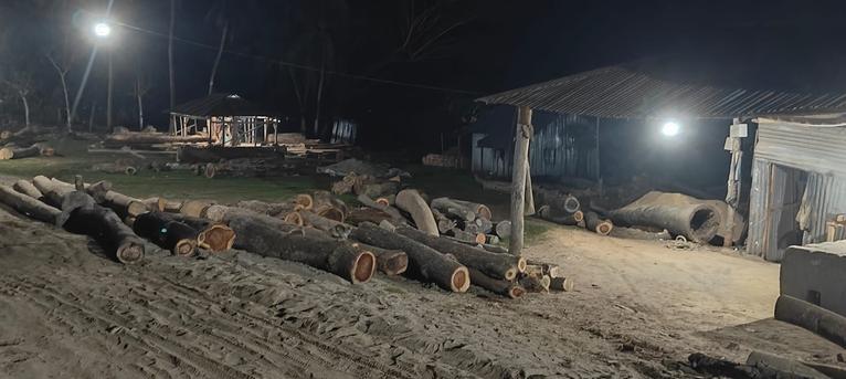 কুয়াকাটায় শ্রমিক দল নেতার বিরুদ্ধে সরকারি গাছ কাটার অভিযোগ