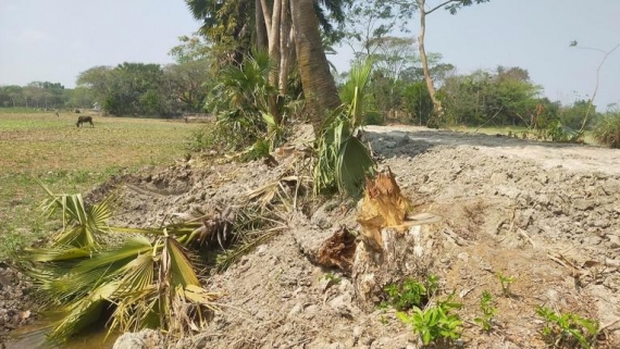 বাউফলে কাবিখা প্রকল্পে অনিয়ম: চাল বিক্রি ও গাছ উপড়ে ফেলার অভিযোগ