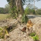 বাউফলে কাবিখা প্রকল্পে অনিয়ম: চাল বিক্রি ও গাছ উপড়ে ফেলার অভিযোগ