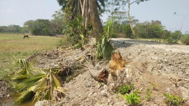 বাউফলে কাবিখা প্রকল্পে অনিয়ম: চাল বিক্রি ও গাছ উপড়ে ফেলার অভিযোগ