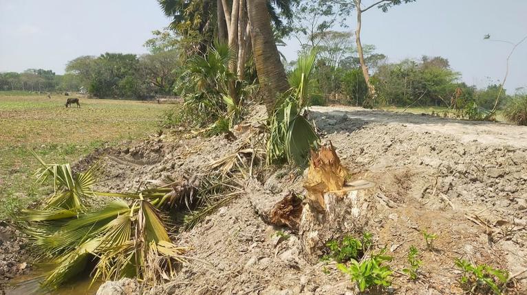 বাউফলে কাবিখা প্রকল্পে অনিয়ম: চাল বিক্রি ও গাছ উপড়ে ফেলার অভিযোগ