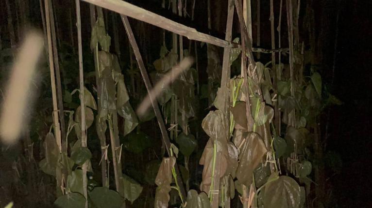 গৌরনদীতে পানের বরজে অগ্নিকাণ্ডে নিঃস্ব ব্যবসায়ী