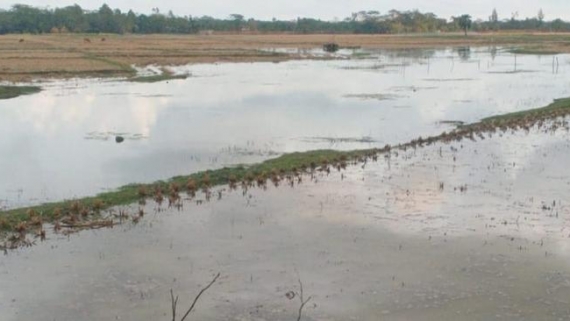 <small>স্লুইসগেট জরাজীর্ণ, প্রভাবশালীদের নিয়ন্ত্রণ </small> কলাপাড়ায় ২৫ খাল লোনা পানিতে সয়লাবে কৃষকের ভোগান্তি চরমে