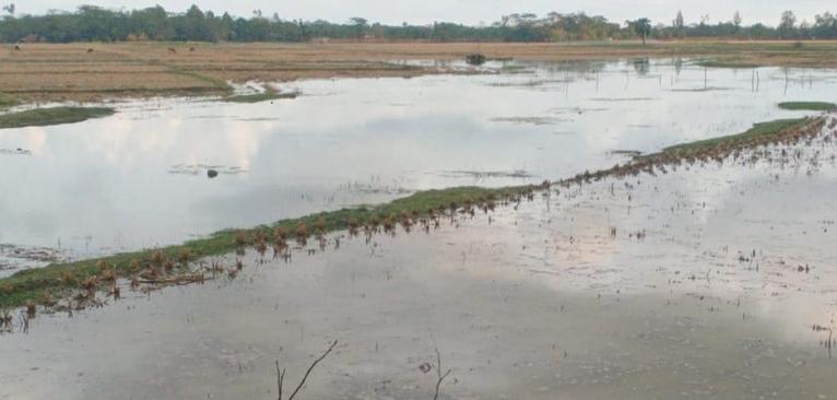 স্লুইসগেট জরাজীর্ণ, প্রভাবশালীদের নিয়ন্ত্রণ: কলাপাড়ায় ২৫ খাল লোনা পানিতে সয়লাবে কৃষকের ভোগান্তি চরমে