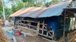 আগৈলঝাড়ায় ঝড়ে গাছ ভেঙে মুক্তিযোদ্ধার স্ত্রী আহত, ক্ষতিগ্রস্ত গোয়ালঘর