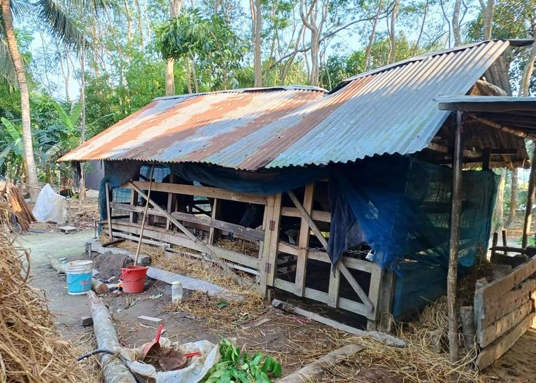 বরিশালের আগৈলঝাড়ায় ঝড়ে গাছ ভেঙে মুক্তিযোদ্ধার স্ত্রী আহত, ক্ষতিগ্রস্ত গোয়ালঘর