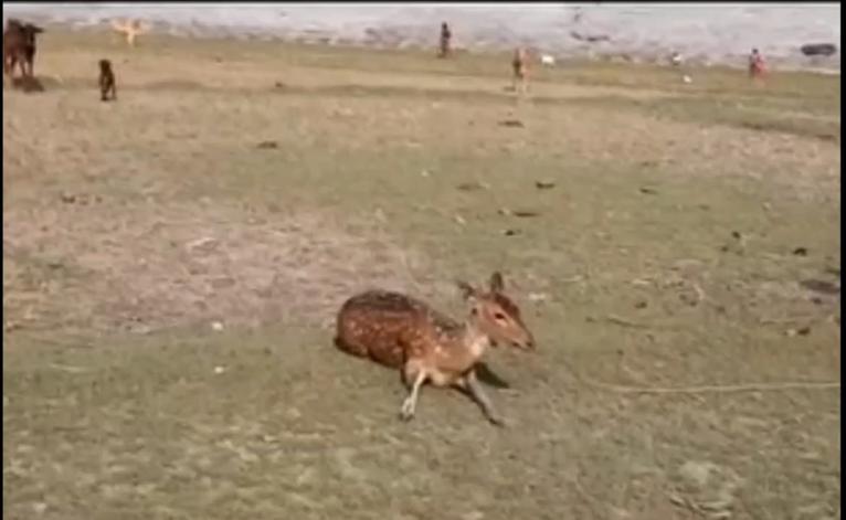 ভোলার মনপুরায় লোকালয়ে ঢুকে পড়া হরিণ উদ্ধার, সংরক্ষিত বনে অবমুক্ত