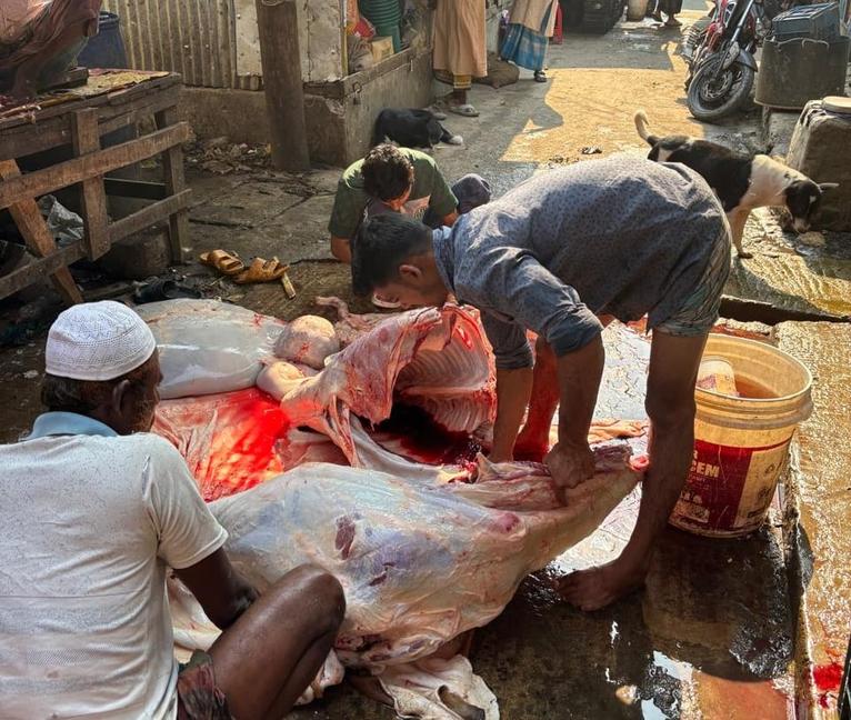 কলাপাড়া পৌরসভার রাস্তায় গরু জবাই-প্রদর্শন, পরিবেশ ও চলাচলে ভোগান্তি