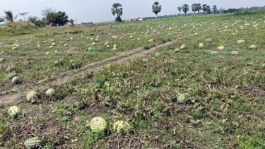 কলাপাড়ায় পাইকার সংকটে তরমুজ চাষীরা, লোকসানের শঙ্কায় রাতের ঘুম হারাম