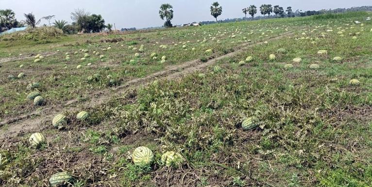কয়েক দফা বৃষ্টিতে ক্ষেত কাদায় পরিণত হয়েছে