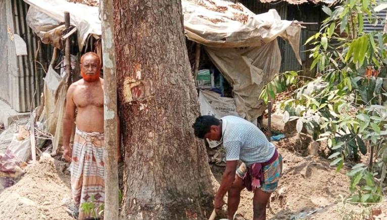 বরগুনায় সামাজিক বনায়নের টেন্ডারে অনিয়মের অভিযোগ
