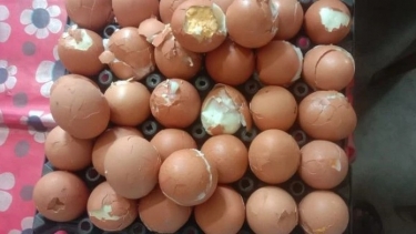 তালতলীতে স্কুল ফিডিং প্রকল্পে পচা ডিম-রুটি সরবরাহের অভিযোগ