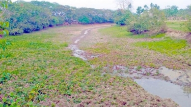 কলাপাড়ার নাওভাঙা খাল ইজারা ঘিরে সেচ সংকটের শঙ্কা, উদ্বেগে শতাধিক কৃষক পরিবার