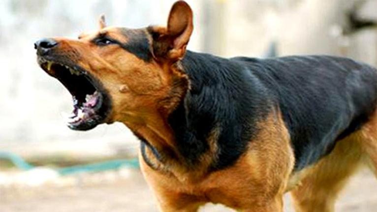 গৌরনদীতে পাগলা কুকুরের কামড়ে ১৪ জন আহত