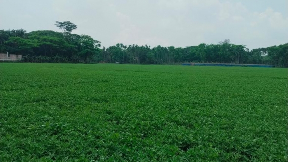 চরফ্যাশনে চীনাবাদামের বাম্পার ফলন, কৃষকের মুখে হাসি