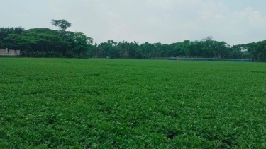 চরফ্যাশনে চীনাবাদামের বাম্পার ফলন, কৃষকের মুখে হাসি