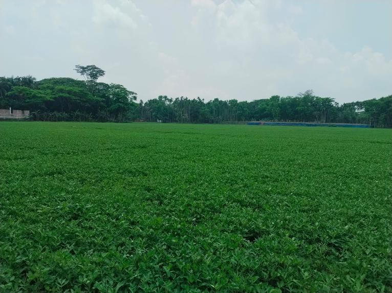 চরফ্যাশনে মাঠে বাদামের সবুজের সমারোহ