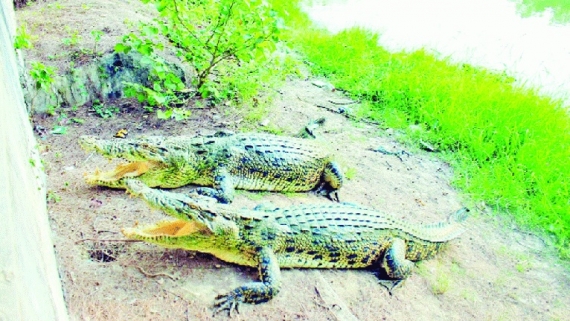 তালতলীর টেংরাগিরিতে শতাধিক কুমির শাবক, বাঁচার লড়াইয়ে একটিমাত্র