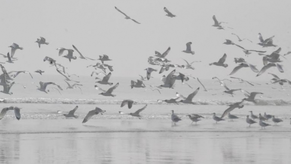 চরবিজয়ের আকাশজুড়ে পাখির কোলাহল