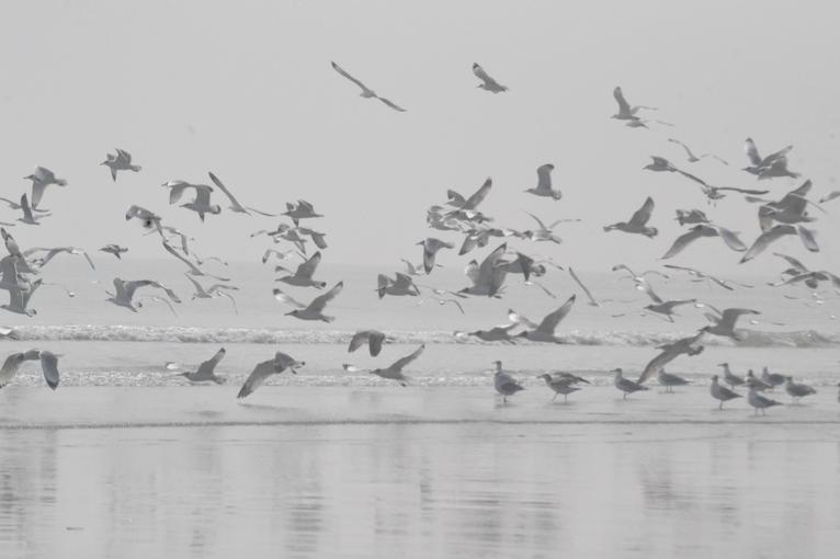 চরবিজয়ের আকাশজুড়ে পাখির কোলাহল