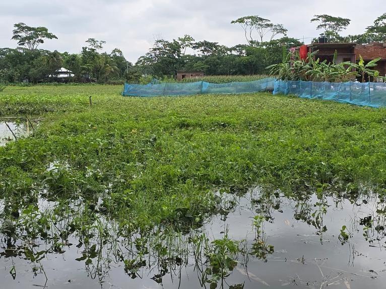 দুমকিতে কালবৈশাখী ঝড়ে মুগ ডালসহ রবি ফসল তলিয়ে গেছে